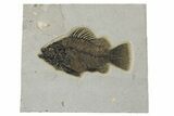 Huge, Fossil Fish (Priscacara) - Bottom Cap Layer #267146-1